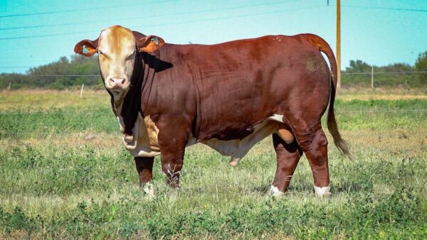 CORRAL 1a CABAÑA MONTE GRANDE - RP 2107