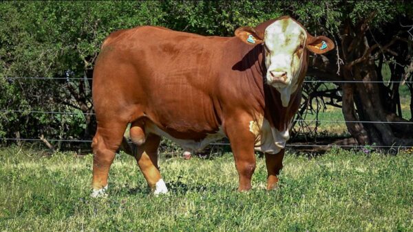 CORRAL 1b CABAÑA MONTE GRANDE - RP 2167