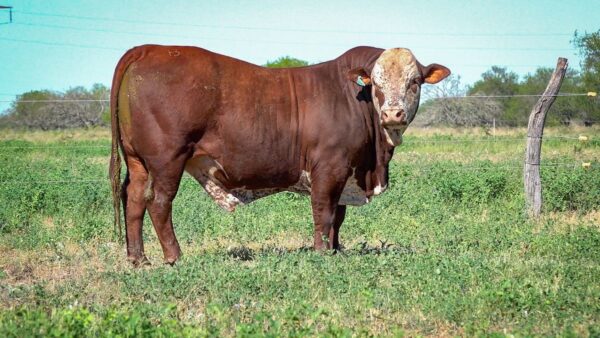 CORRAL 2 CABAÑA MONTE GRANDE - RP 2181