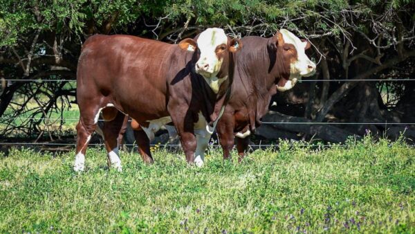 CORRAL 3 CABAÑA MONTE GRANDE - RP 2173 / RP 2209