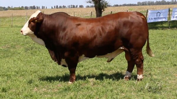 CORRAL 4 CABAÑA LA MISION - RP 2353