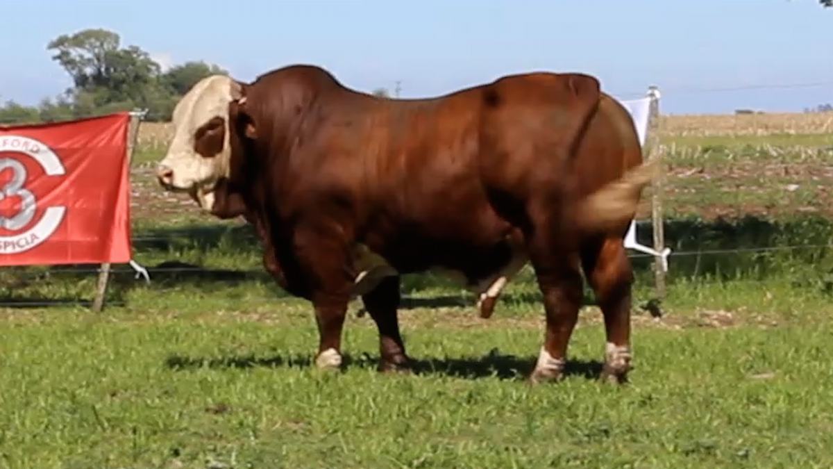 CORRAL 5 CABAÑA LA MISION - RP 2359