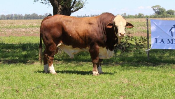 CORRAL 5 CABAÑA LA MISION - RP 2349