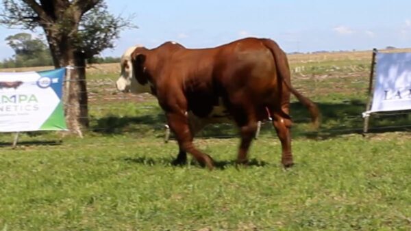 CORRAL 6 CABAÑA LA MISION - RP 2365