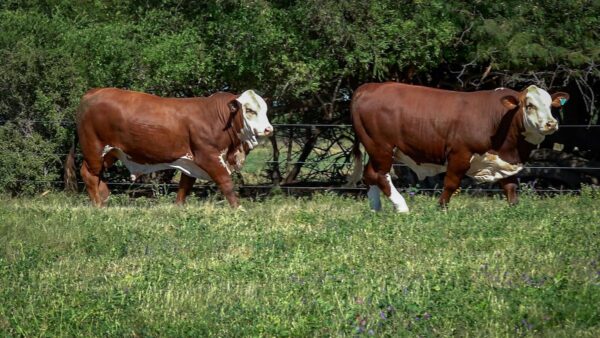 CORRAL 7 CABAÑA MONTE GRANDE - RP 2093 / RP 2207