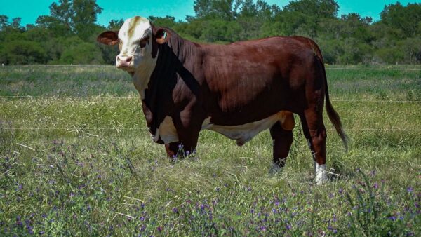 CORRAL 8 CABAÑA MONTE GRANDE - RP 2225