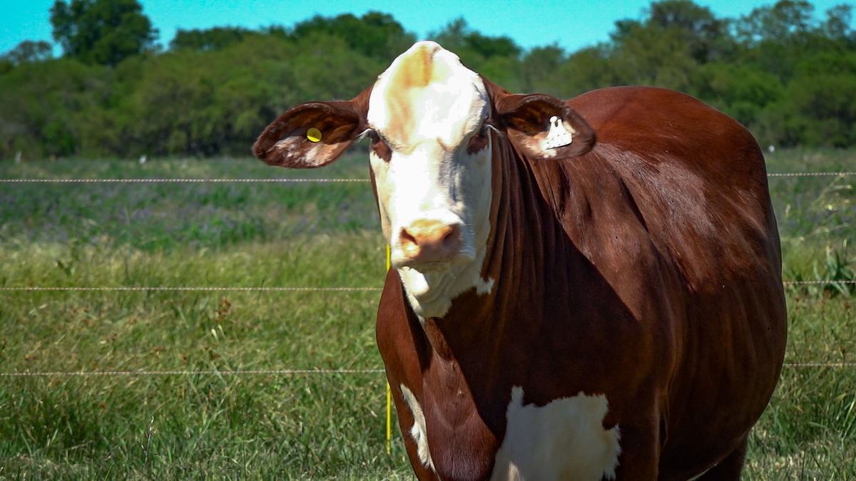 CORRAL 9a CABAÑA MONTE GRANDE - RP 3100