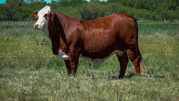 CORRAL 9b CABAÑA MONTE GRANDE - RP 3102