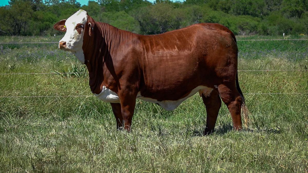 CORRAL 9b CABAÑA MONTE GRANDE - RP 3102