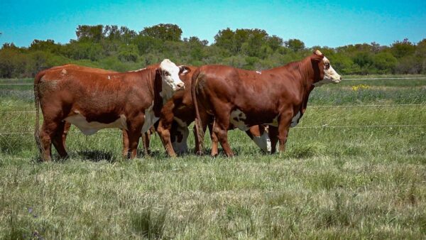 CORRAL 13 CABAÑA MONTE GRANDE - RP 3112 / RP 3116 / RP 3134 / RP 3172