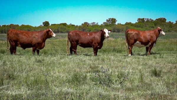 CORRAL 14 CABAÑA MONTE GRANDE - RP 556 / RP 3450 / RP 3066