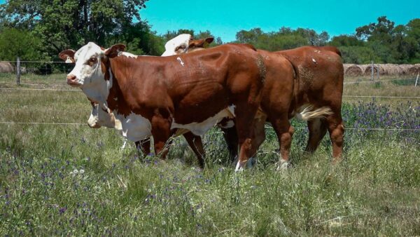 CORRAL 15 CABAÑA MONTE GRANDE - RP 3042 / RP A614 / RP A610