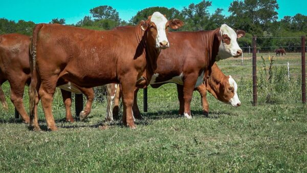 CORRAL 17 CABAÑA MONTE GRANDE - RP B034 / RP B035 / RP B036 / RP B037