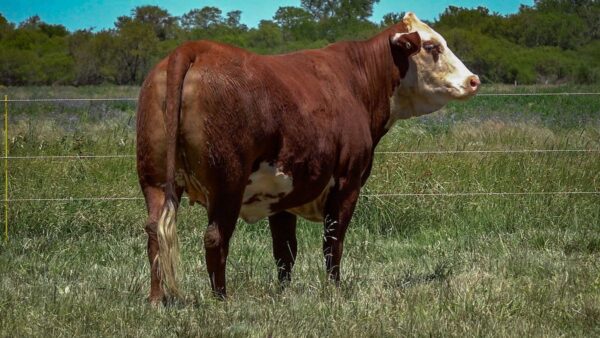 CORRAL 18 CABAÑA MONTE GRANDE - RP 04F