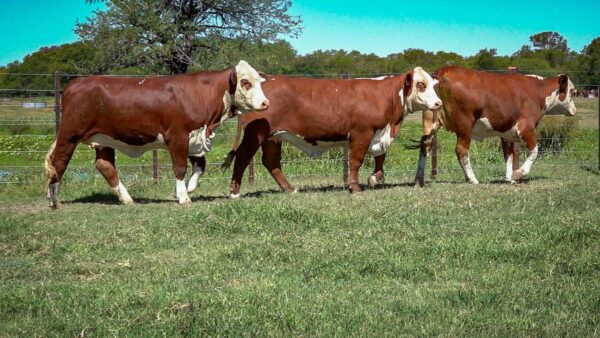 CORRAL 20 CABAÑA MONTE GRANDE - RP 3092 / RP 3144 / RP 3160