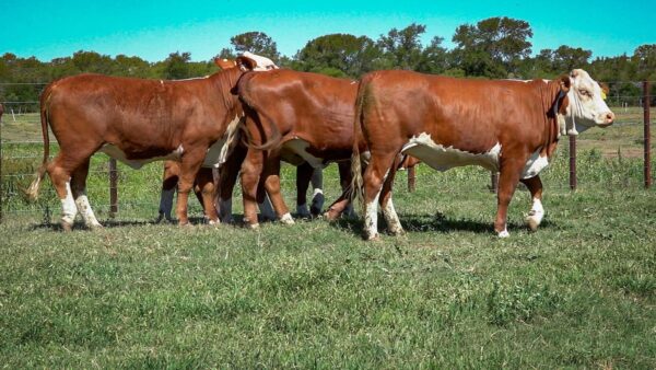 CORRAL 21 CABAÑA MONTE GRANDE - RP 3098 / RP 3146 / RP 3170 / RP A612 / RP A628