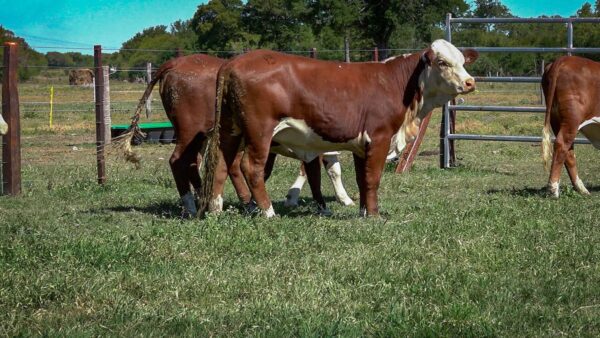 CORRAL 22 CABAÑA MONTE GRANDE - RP 3150 / RP A616 / RP A622 / RP A624 / RP A630