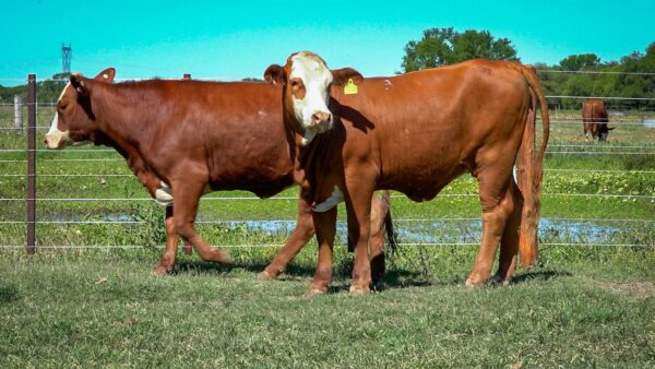 CORRAL 23 CABAÑA MONTE GRANDE - RP 3122 / RP 3184 / RP A626