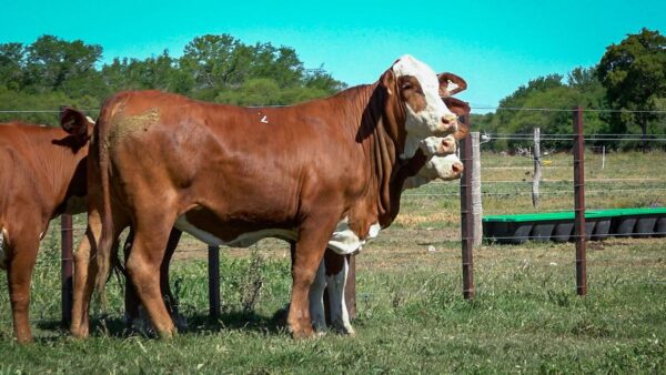 CORRAL 24 CABAÑA MONTE GRANDE - RP 3070 / RP 3136 / RP B032 / RP B033