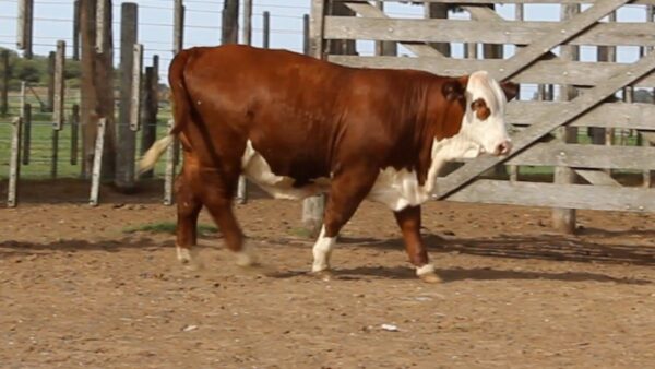 CORRAL 25 CABAÑA LA MISION - RP 2414 SALE A VENTA EL 50%