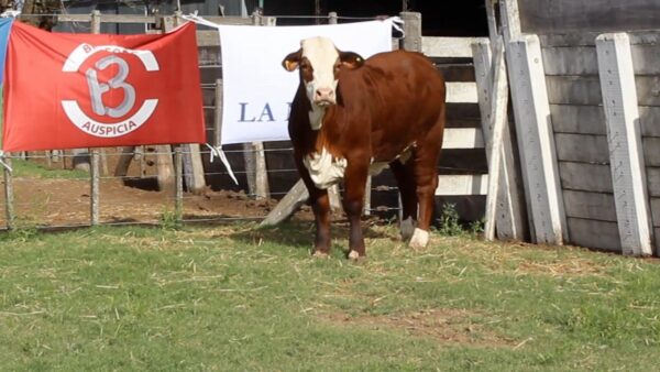 CORRAL 26 CABAÑA LA MISION - RP 2420
