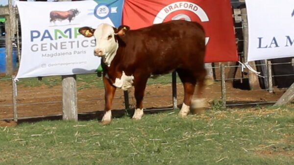 CORRAL 26 CABAÑA LA MISION - RP 2434