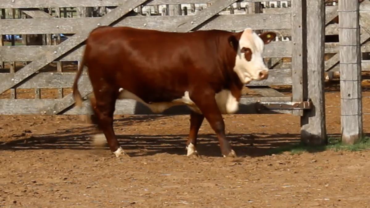 CORRAL 26 CABAÑA LA MISION - RP 2464