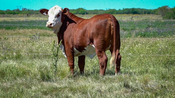 CORRAL 28 CABAÑA MONTE GRANDE - RP 3264