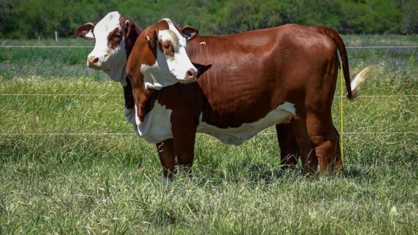 CORRAL 29 CABAÑA MONTE GRANDE - RP 3214 / RP 3228