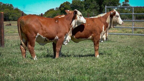 CORRAL 30 CABAÑA MONTE GRANDE - RP 3254 / RP 3288