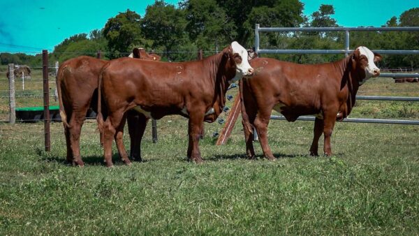 CORRAL 31 CABAÑA MONTE GRANDE - RP 3246 / RP 3248 / RP 3262