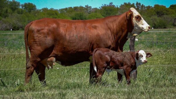 CORRAL 32 CABAÑA MONTE GRANDE - RP 2158