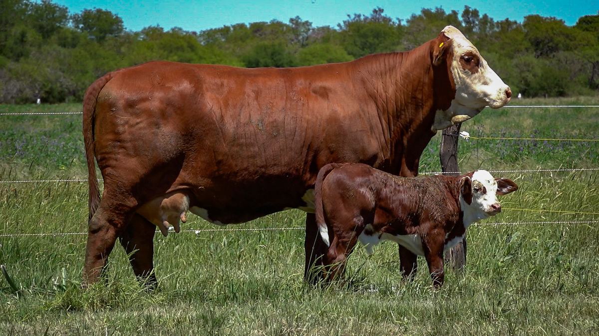 CORRAL 32 CABAÑA MONTE GRANDE - RP 2158