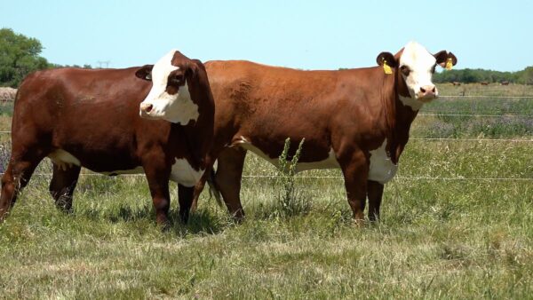 CORRAL 33 CABAÑA MONTE GRANDE - RP 334 / RP 2360 / RP 21566