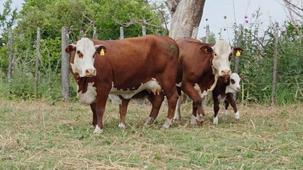 CORRAL 34 CABAÑA LA AVANZADA - RP A336 / RP A339