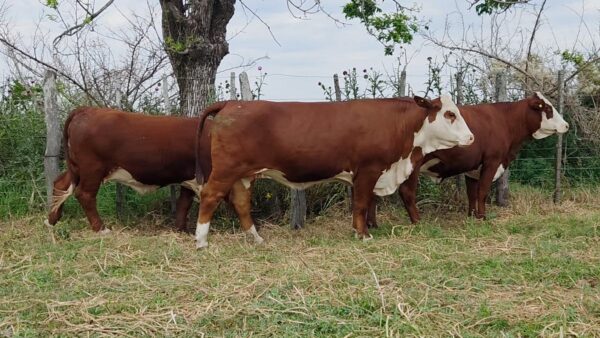 CORRAL 35 CABAÑA LA AVANZADA - RP A158 / RP A172 / RP A347