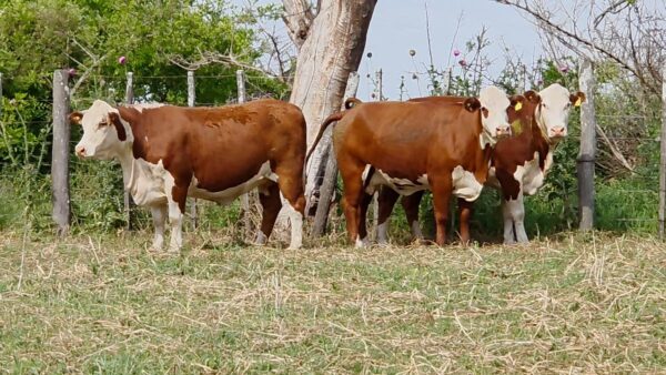 CORRAL 36 CABAÑA LA AVANZADA - RP A064 / RP A166 / RP A345