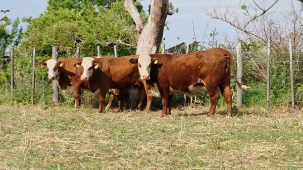 CORRAL 37 CABAÑA LA AVANZADA - RP A121 / RP A183 / RP A342 / RP A341