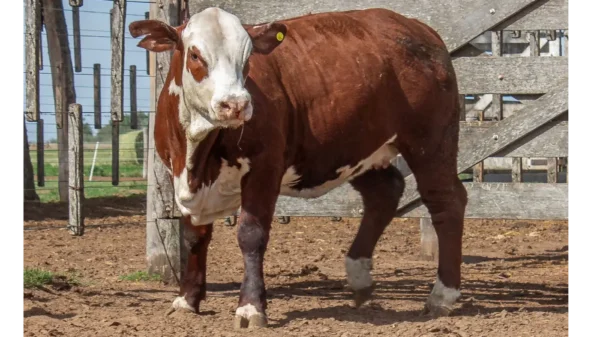 CORRAL 27 CABAÑA LA MISION - RP 2438