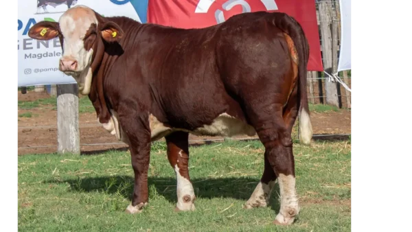 CORRAL 27 CABAÑA LA MISION - RP 2462