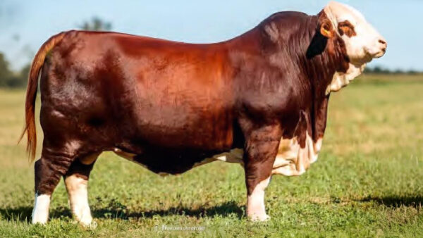 CORRAL 19 EMBRIONES CABAÑA LA MISIÓN